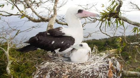 Abbott's Booby, female and chick -  photographed on Christmas Island, August 2007